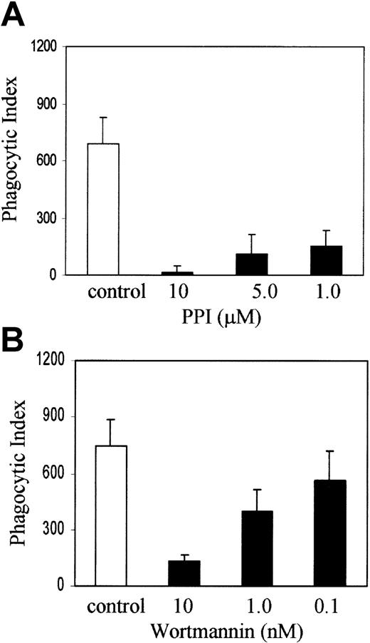 Fig. 2. SRC and PI-3 kinases are required for Fcγ receptor–mediated phagocytosis. / J774A.1 cells were treated with (A) PP1 or (B) wortmannin at the indicated concentrations along with an appropriate DMSO control for 1 hour in DMEM with 10% FCS and then IgG-sensitized sRBCs were added at a target-to-effector ratio equal to 100:1. Columns indicate phagocytic index of J774A.1 cells treated with DMSO (control), PP1, or wortmannin (mean ± SD).