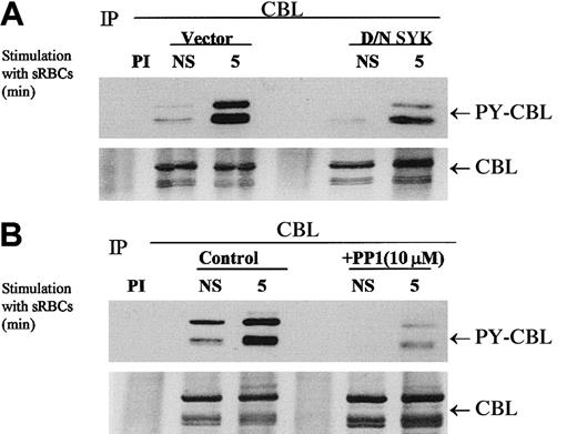Fig. 3. Effect of dominant-negative SYK and PP1 on tyrosine phosphorylation of CBL in response to stimulation with IgG-sensitized sRBCs. / (A-B) Western blot analysis of CBL immunoprecipitates to assay the phosphorylation of CBL following treatment of IgG-sensitized sRBCs in J774A.1 cells expressed by dominant-negative SYK, treated with Src family kinase inhibitor, PP1 (10 μM). J774A.1 lysates prepared from resting cells or cells stimulated with sensitized sRBCs for 5 minutes were immunoprecipitated with polyclonal anti-CBL antibody and immunoblotted with monoclonal antiphosphotyrosine antibody to determine phosphorylation of CBL or immunoblotted with polyclonal anti-CBL antibody to determine total protein amounts of CBL under the same nitrocellulose membrane.