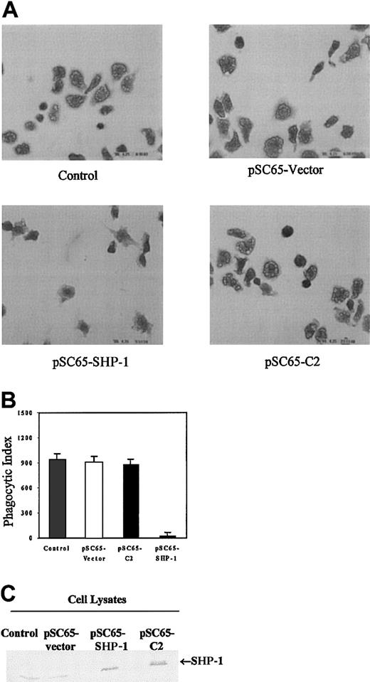 Fig. 4. Overexpression of SHP-1 in J774A.1 cells inhibits phagocytosis. / (A) Composite photomicrographs of Wright Giemsa–stained J774 cells undergoing phagocytosis of sRBCs. Original magnification, × 100. We show noninfected J774 A.1 cells (control); cells infected with recombinant vaccinia virus containing empty vector (pSC65-vector); J774 cells infected with recombinant vaccinia virus encoding wild-type SHP-1 (pSC65-SHP-1); cells containing catalytically dead SHP-1 mutant (pSC65-C2). The cells were infected with vaccinia viruses or empty vectorfor 4 hours at 37°C with 5% CO2, after which they were subjected to IgG-sensitized sRBCs in fresh medium at a target-to-effector ratio equal to 100:1 for 2 hours at 37°C. (B) Quantitation of phagocytosis of IgG-sensitized sRBCs by J774A.1 cells. Columns indicate phagocytic index of J774A.1 cells (mean ± SD). (C) Western blot analysis shows expression of SHP-1 protein in J774A.1 cells infected with recombinant vaccinia virus: lane 1, no vector; lane 2, empty vector; lane 3, catalytically dead C2-SHP-1 mutant; lane 4, wild-type SHP-1 .