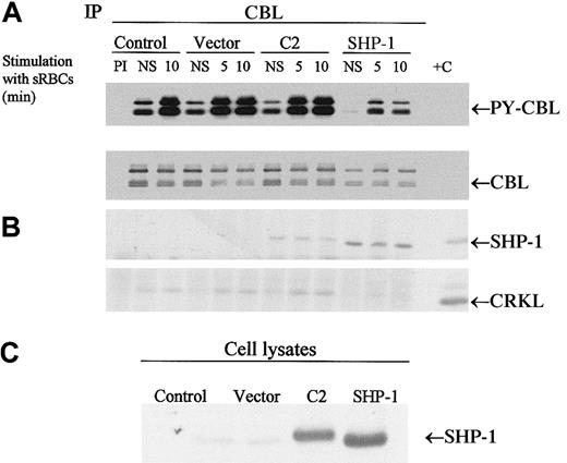 Fig. 5. CBL is a substrate for SHP-1. / (A-B) Western blot analysis of CBL immunoprecipitates to assay the tyrosine phosphorylation of CBL and to determine protein-protein interactions between CBL and SHP-1 or CRKL following treatment of IgG-sensitized sRBCs in J774A.1 cells expressed by wild-type SHP-1 and catalytically dead mutant SHP-1. J774A.1 lysates prepared from resting cells or cells stimulated with sensitized sRBCs for 5 and 10 minutes were immunoprecipitated with polyclonal anti-CBL antibody and immunoblotted with antiphosphotyrosine antibody (PY-CBL blot), anti-CBL antibody (CBL blot), anti–SHP-1 antibody (SHP-1 blot), and anti-CRKL antibody (CRKL blot). (C) Western blot analysis shows expression of SHP-1 proteins in J774A.1 cells infected with recombinant vaccinia virus: lane 1, no vector; lane 2, empty vector; lane 3, catalytically dead SHP-1 mutant; lane 4, wild-type SHP-1 phosphatase.