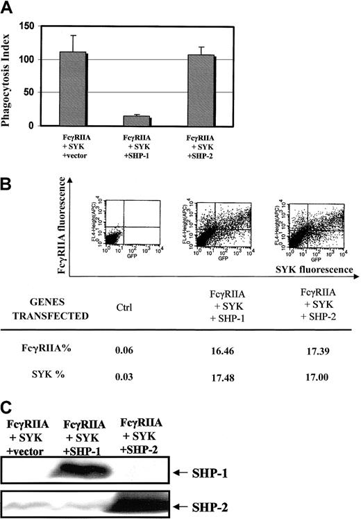 Fig. 6. Specificity for SHP-1 effect on ITAM signaling. / (A) Effect of SHP-1 vs SHP-2 on FcγRIIA-induced phagocytosis using a COS7 cell heterologous system.34 Bars represent SD. COS7 cells were transiently transfected with FcγRIIA and EGFP-tagged SYK kinase in the presence of SHP-1 or SHP-2. Phagocytic index was determined as defined in “Materials and methods.” (B) Flow cytometry is used to document that cotransfection conditions result in equal amounts of EGFP-tagged SYK kinase and FcγRIIA expression in all transfectant populations. (C) Western blot analysis of SHP-1 or SHP-2 expression in COS7 cells evaluated in panels A and B. We performed immunoblot analysis of all COS7 cell transfectants used in the above analysis of phagocytosis.