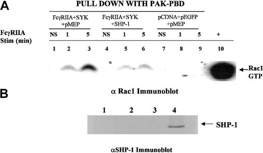 Fig. 7. SHP-1 regulates Rac. / We used a heterologous COS-7 cell system and p21 activated kinase (PAK) binding domain pull-down assay to evaluate ITAM receptor–induced activation of Rac34 in the presence or absence of SHP-1 cotransfection. The transfection condition for each group is shown above the lanes. Lanes 1, 4, and 7 show no stimulation (NS); lanes 2, 5, and 8, sRBC stimulation for 1 minute at 37°C; lanes 3, 6, and 9, stimulation of transfected COS7 cells for 5 minutes with sRBC. Lane 10 shows a positive control for GTP-Rac, a COS7 cell lysate incubated with GTPγS. (A) SHP-1 blocks FcγRIIA-induced conversion of GDP-Rac to its GTP-bound state. Western blot was performed with anti-Rac1 antiserum on glutathione-S transferase PAK binding domain (GST-PBD) fusion protein pull-down to detect levels of GTP-Rac1 in COS7 cell lysates following sRBC stimulation. (B) Anti–SHP-1 Western blot analysis of cell lysates shown in panel A. Lane 1, no transfection; lane 2, transfection with FcγRIIA and EGFP-SYK; lane 3, transfected with empty vector plasmids; lane 4, transfected with FcγRIIA, EGFP-SYK, and SHP-1.