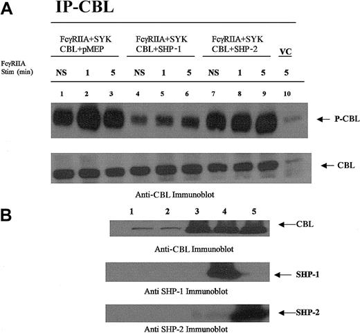 Fig. 8. CBL is dephosphorylated by SHP-1 and not SHP-2. / CBL immunoprecipitated from COS7 cells transfected with plasmids encoding the expression of FcγRIIA, CBL, SYK, SHP-1, or SHP-2 followed by FcγRIIA stimulation. (A) CBL immunoprecipitated from transfected COS7 cells was resolved by sodium dodecyl sulfate–polyacrylamide gel electrophoresis (SDS-PAGE) and immunoblotted with antiphosphotyrosine-specific antibodies (upper panel) and anti-CBL antisera (lower panel). Plasmid transfection conditions are shown above lanes. Transfected COS7 cells were either not stimulated (NS) or stimulated with IgG-opsonized sRBCs for times indicated. VC indicates cell lysates prepared from empty vector–transfected COS7 cells. (B) Anti-CBL, anti–SHP-1, and –SHP-2 immunoblot analysis of lysates prepared from resting COS7 cells shown in panel A. Lane 1, no transfection; lane 2, empty vector–transfected cells (control); lane 3, CBL transfected in the absence of SHP-1 or SHP-2; lane 4, CBL cotransfected with SHP-1; lane 5, CBL cotransfected with SHP-2.