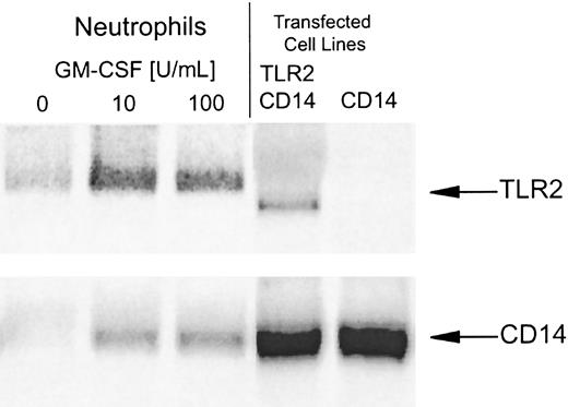 Fig. 4. GM-CSF increases TLR2 and CD14 mRNA levels in neutrophils. / Neutrophils were incubated with GM-CSF (10-100 U/mL) or medium alone for 2 hours, and mRNA was extracted for Northern blot analysis. Positive control mRNA was extracted from Chinese hamster ovary (CHO) cells stably transfected with human CD14 alone or CD14 in combination with human TLR2. Samples, each containing 10 μg RNA, were electrophoresed and blotted on nylon-nitrocellulose membranes. (Equal loading was confirmed by ethidium-bromide staining and hybridization of the blots with an 18S ribosomal cDNA probe.) Northern blots were probed with labeled human TLR2 (upper blot), CD14 (lower blot), and TLR4 (not shown) cDNAs.