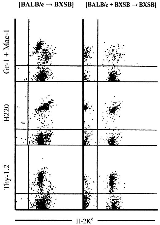 Fig. 2. Flow cytometry analyses in PB of chimeric mice 40 weeks after transplantation. / PB cells were stained with FITC-H-2kd (BALB/c type) and PE-mAbs against Gr-1, Mac-1, B220, and Thy 1.2 antigens. Both BALB/c- and BXSB-derived cells were found in BALB/c+BXSB→BXSB mice 40 weeks after BMT. Representative data are shown here.