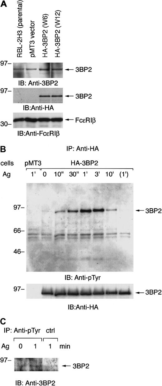Fig. 1. Aggregation of FcεRI induces tyrosine phosphorylation of 3BP2 in RBL-2H3 cells. / (A) Generation of cell lines expressing HA-tagged 3BP2 wild type. The RBL-2H3 cells were stably transfected with either empty pMT3 vector or pMT3-HA-3BP2, together with pSV2-neo, by electroporation (950 μF, 310 V). Clones resistant to G418 were selected and screened by level of protein expression. Two positive cloned lines with the highest expression were chosen for further analysis. Total cell lysates of the parental RBL-2H3 and transfected cells were analyzed by immunoblotting (IB) with anti-3BP2, anti-HA, and anti-FcεRIβ antibodies used as an internal control. (B) Analysis of tyrosine phosphorylation of 3BP2. Cell lines expressing HA-3BP2 and vector-transfected control cells (pMT3) were cultured overnight with anti-DNP IgE and then stimulated with 10 ng/mL of antigen (Ag) DNP-BSA for the indicated times or incubated without antigen for 1 minute. Tyrosine phosphorylation of 3BP2 was analyzed by immunoprecipitation (IP). Cells were lysed in 1% Triton lysis buffer and cell lysates were immunoprecipitated with anti-HA antibody. Immunoprecipitates were separated by 10% SDS-PAGE and analyzed by immunoblotting with anti-pTyr mAb. The membrane was stripped and reprobed with anti-HA antibody. Similar results were obtained when the other lines were examined. (C) Tyrosine phosphorylation of endogenous 3BP2. RBL-2H3 cells sensitized with anti-DNP IgE were either unstimulated or stimulated with antigen for 1 minute. Cells were lysed in the denature buffer and cell lysates were immunoprecipitated with anti-pTyr mAb or control IgG. Immunoprecipitates were analyzed by immunoblotting with anti-3BP2 antibody. Molecular size markers are indicated at the left in kilodaltons.