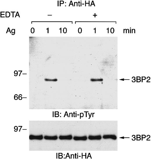 Fig. 2. FcεRI-mediated tyrosine phosphorylation of 3BP2 does not depend on calcium influx from external sources. / Cell lines expressing HA-3BP2 sensitized with anti-DNP IgE were stimulated with 10 ng/mL of antigen DNP-BSA for the indicated times without or with the presence of 0.5 mM EDTA in medium. Cell lysates were immunoprecipitated with anti-HA antibody, and then immunoprecipitates were separated by 10% SDS-PAGE and analyzed by immunoblotting with anti-pTyr and anti-HA antibodies. Similar results were obtained when the other lines were examined.