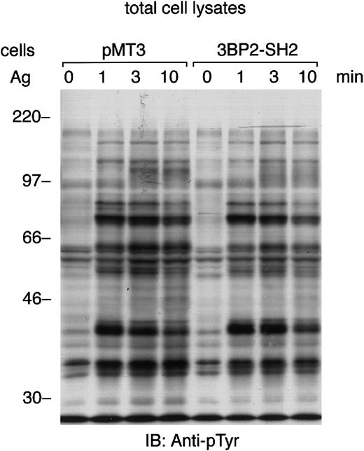 Fig. 4. FcεRI-induced tyrosine phosphorylation of cellular proteins is not affected by the overexpression of 3BP2-SH2 domain. / Control cells (pMT3) and cells overexpressing SH2 domain of 3BP2 were primed with anti-DNP IgE and stimulated with 10 ng/mL antigen DNP-BSA for the indicated times. Total cell lysates (105 cell equivalents per lane) were separated by 10% SDS-PAGE and analyzed by immunoblotting with anti-pTyr mAb. Similar results were obtained when the other lines were examined.