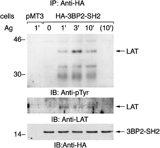 Fig. 6. Aggregation of FcεRI induces the association of 3BP2-SH2 domain with LAT. / Cells transfected with vector alone (pMT3) and cells overexpressing 3BP2-SH2 domain were stimulated with antigen for the indicated times and cell lysates were then immunoprecipitated with anti-HA antibody. The immunoprecipitated proteins were separated by 10% and 14% SDS-PAGE and analyzed by immunoblotting with anti-pTyr, anti-LAT, and anti-HA antibodies.
