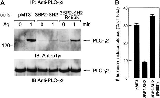 Fig. 7. The mutant form of 3BP2-SH2 domain does not suppress FcεRI-mediated degranulation. / Control cells and cells expressing 3BP2-SH2 domain or the mutant form of 3BP2-SH2 domain (R486K) were stimulated with 10 ng/mL antigen. (A) Cell lysates were immunoprecipitated with anti–PLC-γ2 antibody. The immunoprecipitated proteins were separated by 10% SDS-PAGE and analyzed by immunoblotting with anti-pTyr mAb and anti–PLC-γ2. Similar results were obtained when the other lines were examined. (B) Analysis of β-hexosaminidase release. The antigen-induced releases are normalized by expression as a percentage of the total β-hexosaminidase activity. The results are the mean values ± SE from 3 independent experiments.