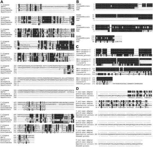 Fig. 3. Selected novel genes identified from the myeloma library. / Proteins were aligned using multiple sequence alignment algorithm Clustal W 1.8 and shaded using Boxshade 3.21. (A) Sequence alignment of hypothetical protein MGC3178 (also called 58 kDa glucose-regulated protein) with putative disulfide isomerases from different species. The thioredoxin domains are underlined. The accession numbers used in the analysis are as follows: Acanthamoeba (AAC37215),Caenorhabditis elegans (P34329), Drosophila (AAK93133), and ERP72 (A23723). (B) A variant of Bim (Bam) specifically expressed in a multiple myeloma sample aligned with BimEL (AAC39593.1), an unnamed protein (CAC09660.1), and BimL (AAC40030.1). (C) Amino acid sequence alignment of a putative novel receptor with similarity to MMTV receptor-1 (AAF32283), MMTV receptor-2 (AAF32282), unknown protein MGC15887 (AAH09447), and clone 24574 (AF052151). (D) Protein sequence alignment of a novel SH2 domain containing adaptor with T-cell–specific adapter protein TSAd (AAF69027.1), an SH2 adaptor protein (AF051325.1), p56lck-associated adapter protein Lad (AAB58422.1), hypothetical protein FLJ14886 (AAH16826.1), and an unnamed protein (AK024799.1).