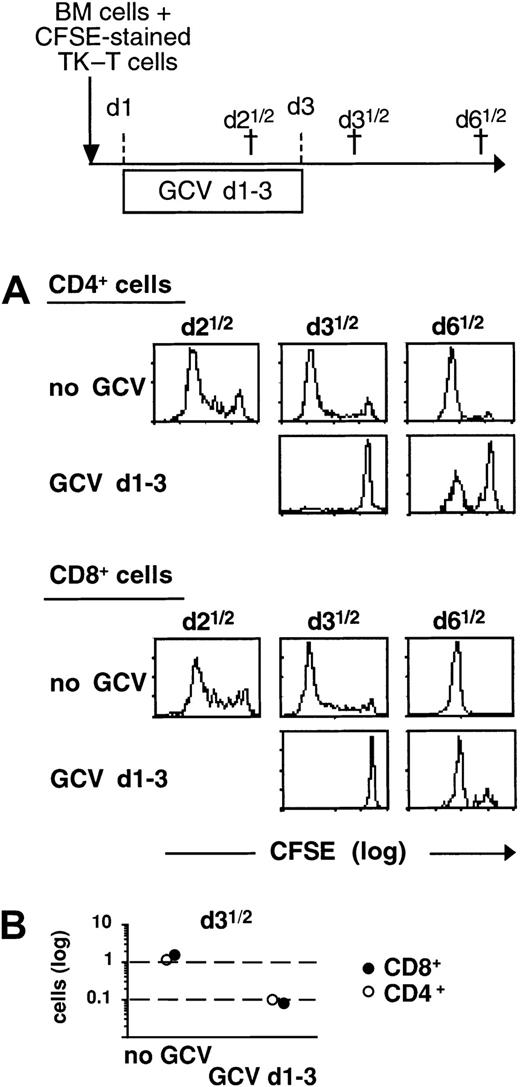 Fig. 1. Kinetics of cell division after TK T cell infusion in lethally irradiated hosts. / (A) B6 × D2 F1 irradiated mice received B6 BM cells supplemented with 1 × 107 CFSE-labeled mature T cells from hCD4 × TK double-transgenic B6 mice. Control groups received no GCV treatment (no GCV). In treated groups, GCV treatment consisted of 5 injections that began 24 hours after grafting and were administered every 12 hours (GCV d1-3). †Time mice were killed on the experimental scheme. CFSE intensity of hCD4+ in CD4+ and CD8+ T cells was analyzed at different time points after grafting. Each histogram is representative of 2 mice. The peak of highest intensity on the log scale identifies the parent generation of infused donor T cells. Peaks with decreased CFSE intensity represent daughter generations that have undergone cell division. (B) The number of CD4+ and CD8+ donor T cells in spleens of grafted animals (n = 2 for each group) was evaluated at day 3½ by their expression of the hCD4 marker. The coefficient of variation of duplicates was less than 10%.