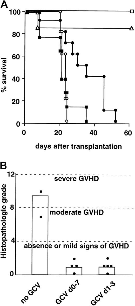 Fig. 2. Absence of GVL effect after early GCV treatment. / (A) Experimental GVHD was induced by B6 TK T cells injected together with B6 TCD-BM cells in lethally irradiated B6 × D2 F1 recipient mice. Leukemic challenge was performed by intravenous injection of 2 × 103 P815 (H-2d) mastocytoma cells at the time of grafting. In the absence of treatment (black circle; n = 10) GVHD is lethal. GCV is administered by continuous subcutaneous infusion from day 0 until day 7 after graft (white square; n = 4) or by 5 intraperitoneal injections every 12 hours beginning 24 hours after BMT (white triangle; n = 6). For the leukemia control group, B6 × D2 F1mice were grafted with B6 TCD-BM plus P815 cells (white circle; n = 5). The experimental group is represented by B6 × D2 F1 mice grafted with B6 TCD BM plus B6 TK T cells plus P815 cells and treated by GCV from day 1 to day 3 after graft (black square; n = 8). Results are presented as Kaplan-Meier survival. (B) Histopathologic liver score after semiallogeneic BMT. Histopathologic examination and grading of GVHD of liver from mice were performed 65 to 75 days after transplantation. GVHD control mice did not receive GCV treatment (no GCV; n = 2) and were killed at day 19 with clinical signs of GVHD (body weight below 13 g, hunching). GCV treatment consisted of continuous subcutaneous administration from day 0 to day 7 after graft (GCV d0-7; n = 4) or of 5 intraperitoneal injections every 12 hours beginning 24 hours after graft (GCV d1-3; n = 5). Histograms indicate the mean histopatological score for each group. The Fisher test was used for the ANOVA;P < .05 for GVHD group versus all other groups.
