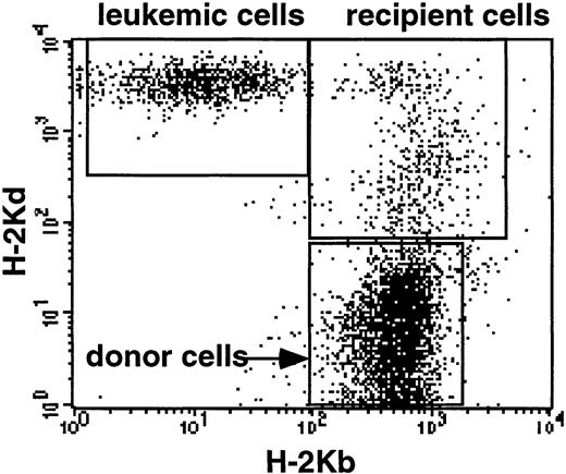 Fig. 3. Detection of P815 leukemic cells in the peripheral blood of mice. / P815 mastocytoma cells were identified by flow cytometry by the expression of recipient type (H-2d), but not donor type, (H-2b) MHC class I molecules. P815 cells were identified on 3 of 3 mice having clinical leukemic signs after BM grafting plus TK T cell infusion and GCV treatment from day 1 to day 3, as illustrated here.