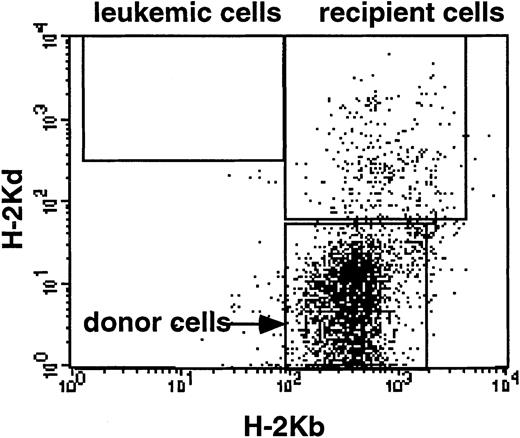 Fig. 5. Detection of P815 leukemic cells in the peripheral blood of mice. / In mice that were protected from GVHD and that did not develop clinical signs of leukemia, peripheral blood cells were systematically collected and tested for the presence of P815 cells. On 3 of 3 and 8 of 8 protected mice treated at day 3½ or day 6, respectively, P815 cells were never detected more than 2 months after P815 cell injection, as illustrated here in a mouse treated at day 6.