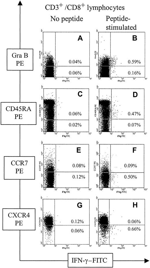 Fig. 3. Most CD3 CD8 T cells specifically producing IFN-γ in response to proteinase 3 peptide are Granzyme B+CD45RA+ CCR7− CXCR4−. / Analysis of PBMCs was performed by 4-color flow cytometry in patient 10. (A, B) Granzyme B (Gra B)/IFN-γ profile of CD3/CD8-gated lymphocytes. (C, D) CD45RA/IFN-γ profile of CD3/CD8-gated lymphocytes. (E, F) CCR7/IFN-γ profile of CD3/CD8-gated lymphocytes. (G, H) CXCR4/IFN-γ profile of CD3/CD8-gated lymphocytes. Frequencies of CD3 CD8 T cells that produced IFN-γ are shown in each quadrant as a percentage of the total number of CD3 CD8 T cells.
