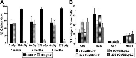 Fig. 6. Competitive repopulation assay. / Lethally irradiated B6 mice were injected with 7.5 × 106B6GFP BM cells competed against either 7.5 × 106nonirradiated B6Ly5.2 BM cells (n = 7) or 7.5 × 106B6Ly5.2 BM cells that had been irradiated with 276 cGy in vivo (n = 7). Donor chimerism resulting from the GFP and nonirradiated or irradiated B6Ly5.2 BM cells was assessed at 1, 2, and 4 months after transplantation (A). At 4 months after transplantation, lineage analysis of both donor cell populations (B6GFP and irradiated or nonirradiated B6Ly5.2) was performed (B).