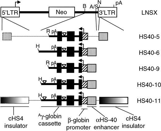 Fig. 1. Vector constructs. / All vectors were generated using the MLV-based vector LNSX indicated at the top,34 which expresses Neo from the promoter in the 5′ long-terminal repeat (LTR). Coding elements from the humanAγ-globin gene (exons, filled boxes; introns and 3′ untranslated regions, filled bars; polyadenylation site, pA) were inserted in the opposite orientation with respect to virus transcription, contain a 714-bp internal deletion of intron 2, and are transcribed from a −127-bp β-globin promoter (striped box) as previously described.1415 Vector HS40-5 contains the α-globin HS-40 enhancer (stippled box) in the double-copy position of the 3′ LTR, from which it is copied into the 5′ LTR during provirus integration. All other vectors incorporate the HS-40 enhancer immediately adjacent to the β-globin promoter. The γ-globin cassette extends 277 bp 3′ of exon 3 in vectors HS40-5 and -9, and 470 bp 3′ of exon 3 in vectors HS40-6, -10, and -11. Vectors HS40-10 and HS40-11 also contain a 58-bp deletion within the extended 3′ region. Vector HS40-11 has a 1.2-kb fragment (graded box) containing the cHS4 chromatin insulator integrated in the double-copy position of the 3′LTR.27 Critical restriction sites: B, BamHI; A, AvrII; S, StuI; N, NheI; R,RsaI; H, HindIII.