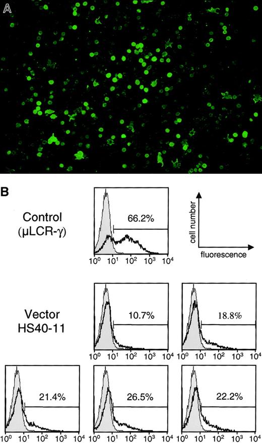 Fig. 5. Immunofluorescence analysis of γ-globin expression in RBCs. / Examples of immunofluorescence analysis of γ-globin expression in RBCs of mice receiving marrow transduced with vector HS40-11. (A) Two-step staining of typical blood smear with anti-γ followed by anti-mouse FITC showing variation in level of expression. Original magnification × 50. (B) Flow cytometry analysis for 5 independent recipients and one control animal containing a μLCR-γ transgene.43 The percentage of γ-positive RBCs in the experimental samples (heavy line) is reported above the indicated gates after subtracting the background from the mock-transduced control (filled histograms). x-axis, log relative fluorescence; y-axis, cell number.
