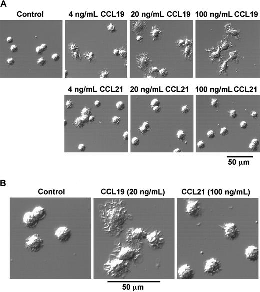 Fig. 2. CCL19-induced rapid dendritic extension of mature DCs. / BC1 cells were activated by LPS and used as mature DCs. The mature DCs were treated with CCL19 or CCL21 for 1 hour, and then the morphologic changes were analyzed by confocal microscopy (original magnification × 50 in panel A; pictures further magnified as indicated in panel B). The results are representative of at least 3 independent experiments.
