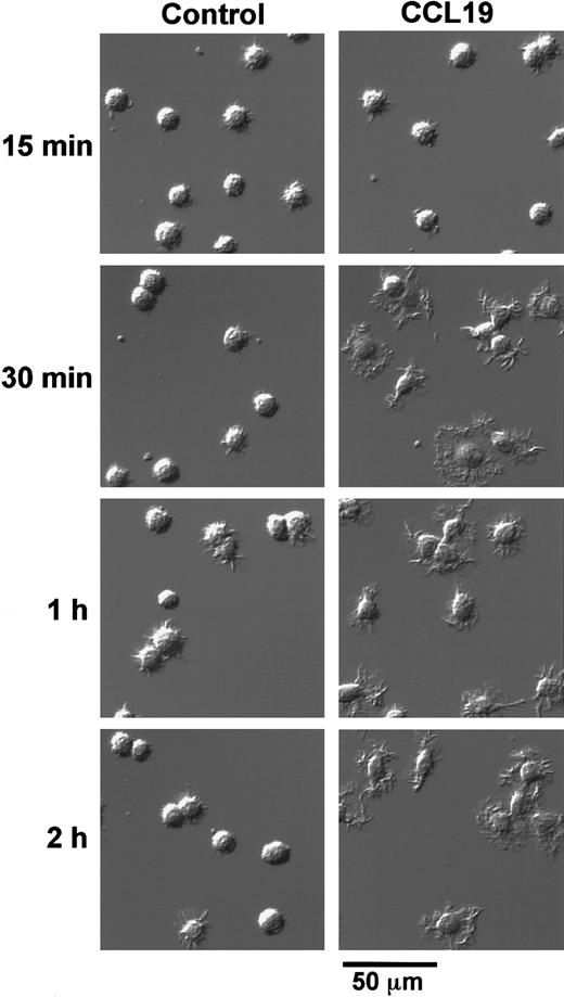 Fig. 3. Time-course change of CCL19-induced dendritic extension of mature DCs. / BC1 cells were activated by LPS and used as mature DCs. The mature DCs were treated with CCL19 (20 ng/mL) for 15 minutes to 2 hours, and then the morphologic changes were analyzed by confocal microscopy (original magnification × 50). The results are representative of 3 independent experiments.