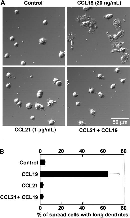Fig. 5. CCL21 inhibits CCL19-induced dendritic extension of mature DCs. / BC1 cells were activated by LPS and used as mature DCs. The mature DCs were pretreated with a high concentration of CCL21 (1 μg/mL) for 15 minutes and then incubated with CCL19 (20 ng/mL) for 1 hour. The morphologic changes were analyzed by confocal microscopy (original magnification × 50). The results are representative of 4 independent experiments (A). Each column represents the mean ± SE of 4 independent experiments (B).