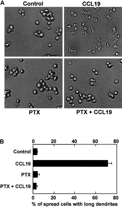 Fig. 6. Effect of PTX on CCL19-induced dendritic extension of mature DCs. / BC1 cells were activated by LPS and used as mature DCs. The mature DCs were pretreated with PTX (100 ng/mL) for 2 hours and then incubated with CCL19 (20 ng/mL) for 2 hours. The morphologic changes were analyzed by invert microscopy (original magnification × 20). The results are representative of 4 independent experiments (A). Each column represents the mean ± SE of 4 independent experiments (B).