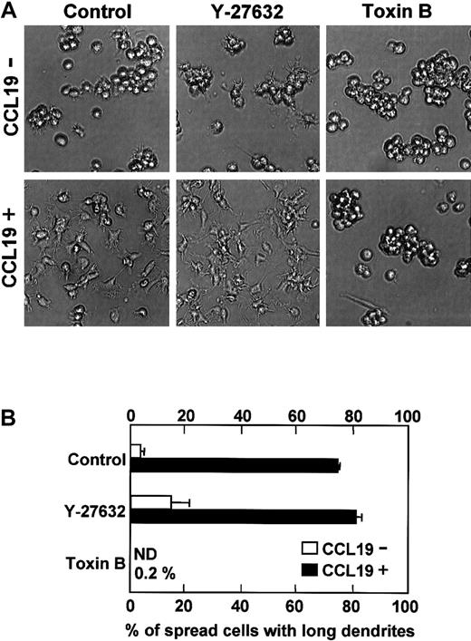 Fig. 7. Effects of Y-27632 or toxin B on CCL19-induced dendritic extension of mature DCs. / BC1 cells were activated by LPS and used as mature DCs. The mature DCs were pretreated with Y-27632 (10 μM), a Rho-associated kinase inhibitor, or toxin B (4 ng/mL), a Rho GTPase inhibitor, for 5 hours and then incubated with CCL19 (20 ng/mL) for 2 hours. The morphologic changes were analyzed by invert microscopy (original magnification × 20). The results are representative of 4 independent experiments (A). Each column represents the mean ± SE of 4 independent experiments (B).