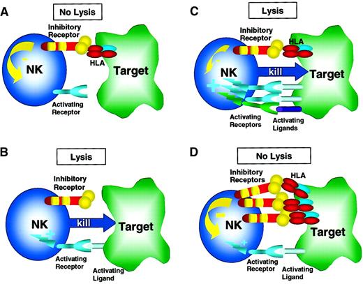 Fig. 1. Regulation of NK cell response by activating and inhibitory receptors. / Inhibitory receptors (eg, inhibitory KIR, CD94/NKG2A) recognize and engage their ligands, MHC class I molecules (HLA), on the surface of the target tumor cell, thereby initiating an inhibitory signal. Activating receptors (eg, activating KIR, CD94/NKG2C, NKG2D) bind ligands on the target cell surface and trigger NK cell activation and target cell lysis. (A) When inhibitory receptors engage HLA in the absence of an activating receptor/ligand interaction, a net negative signal is generated, resulting in no target cell lysis. (B) Conversely, when activating receptors engage their ligands on target cells in the absence of inhibitory receptor/ligand interaction, a net activation signal is generated, resulting in target cell lysis. This scenario is likely operative in NK alloreactivity in the setting of KIR epitope mismatch (see Figure 4 and text for more details). More complex physiologic scenarios are shown in C and D with both inhibitory and activating receptor/ligand signals being generated when an NK cell interacts with a target cell. (C) Here, the activating receptor/ligand interactions predominate over weaker inhibitory receptor/ligand signals with the net result of NK cell activation and target cell lysis. This net result may occur when activation receptors and ligands are up-regulated, thereby amplifying the net activation signal to exceed the inhibitory signal. For example, the activating ligands MICA/B and ULBPs are expressed highly in stressed or transformed cells, thereby activating NKG2D/PI3K pathways that are not susceptible to inhibitory signals (see text for details). Alternatively, when expression of self-MHC class I ligands is decreased in the setting of viral infection or transformation, the net signal may be positive, also resulting in target cell lysis. (D) Here, inhibitory receptor/ligand interactions result in a net negative signal that prevents NK cell lysis of the target cell. This process may occur constantly as NK cells survey normal host tissues. Not shown is the scenario of absence of both inhibitory and activating signals that results in no NK cell activation.