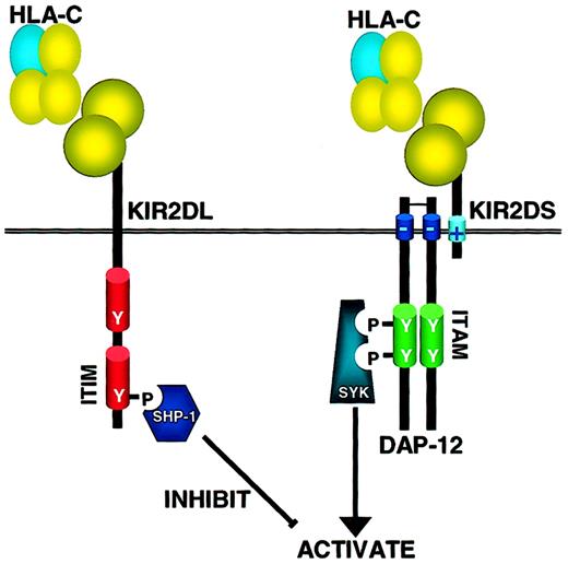 Fig. 2. How inhibitory and activating KIR operate on NK cells. / KIR receptors have either 2 or 3 immunoglobulin domains (2D or 3D) and a long (L) cytoplasmic tail containing ITIM motifs or a short (S) cytoplasmic tail and positively charged transmembrane domain that interacts with the ITAM-containing adaptor molecule DAP-12. When inhibitory KIRs bind their HLA ligand, src family kinases phosphorylate the ITIM, allowing binding of the tyrosine phosphatase SHP-1 (and possibly SHP-2) through its SH2 domain. SHP-1 is able to dephosphorylate multiple targets in the ITAM-activating pathway, thereby mediating its negative signal. In contrast, when activating KIRs are ligated, src family kinases phosphorylate the ITAM-containing adaptor molecule DAP-12 that, in turn, binds to and activates the Syk family tyrosine kinases that trigger the downstream activation cascade. As inhibitory KIRs have higher affinity for the MHC class I ligands, coligation of both activating and inhibitory receptors results in a net negative signal, and no activation of the NK cell's cytotoxic or cytokine-secreting programs.
