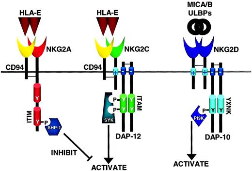 Fig. 3. How inhibitory and activating C-lectin receptors operate in NK cells. / The C-type lectin receptors are disulfide-linked heterodimers of CD94 and NKG2 family members, either the inhibitory NKG2A or the activating NKG2C, and recognize the nonclassical MHC class I molecule HLA-E. Similar to KIRs with long cytoplasmic tails, ITIM-containing NKG2A signals through SHP-1/2 that mediate inhibitory signals. Likewise, NKG2C has a positively charged transmembrane domain that interacts with DAP-12 and transduces activating signals through Syk family members. In contrast, NKG2D is only distantly related to the other NKG2 family members, does not associate with CD94, and binds to the MHC-like ligands MICA, MICB, and ULBP family. Through its positively charged transmembrane domain NKG2D associates with the adaptor molecule DAP-10 that contains an YXNK motif to bind PI-3 kinase (PI3K) and send activating signals through this alternative pathway (see text for details). As the PI3K cascade is not inhibited by SHP-1/2, NKG2D may be able to mediate a dominant activation signal.