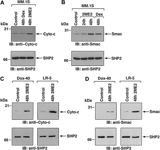 Fig. 4. 2ME2 induces mitochondrial release of cytochrome-c and Smac. / (A,B) MM.1S cells were treated with 2ME2 (3 μM) or Dex (0.05 μM) and were harvested at 48 hours. Cytosolic proteins were separated by 12.5% SDS-PAGE and analyzed by immunoblotting with anti–cyto-c (A, upper panel) or anti-Smac (B, upper panel) antibodies. As a control for equal loading of proteins, filters were also reprobed with anti-SHP2 antibody (A and B, lower panels). Blots are representative of 3 independent experiments. (C,D) Dox-40 and LR-5 MM cells were treated with 2ME2 (3 μM) and harvested at 48 hours. Cytosolic proteins were separated by 12.5% SDS-PAGE and analyzed by immunoblotting with anti–cyto-c (C, upper panels) or anti-Smac (D, upper panel) antibodies. As a control for equal loading of proteins, filters were reprobed with anti-SHP2 antibody (C and D, lower panels). Blots are representative of 3 independent experiments. Densitometric analysis of the immunoblot demonstrated that 2ME2 induced a 4- to 5-fold increase in the cytosolic cyto-c and Smac levels compared with untreated cells.