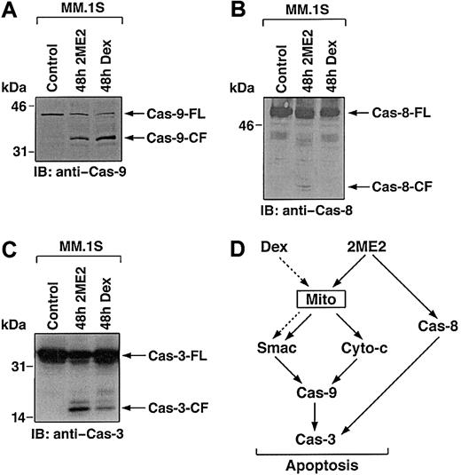 Fig. 5. Delineation of 2ME2 and Dex-induced caspase cascade. / 2ME2 induces the activation of caspase-9 (A) and -8 (B). MM.1S cells were treated with 2ME2 (3 μM) and Dex (0.05 μM) and harvested at 48 hours. Cytosolic proteins were separated by 12.5% SDS-PAGE and analyzed by immunoblotting with anti–caspase-8 (cas-8) and -9 (Cas-9) antibodies. Blots are representative of 3 independent experiments. (C) Cleavage of caspase-3 induced by 2ME2. MM.1S cells were treated with 2ME2 (3 μM) and Dex (0.05 μM) and were harvested at 48 hours. Total cell lysates were analyzed by immunoblotting with anti–caspase-3 antibody. FL indicates full length; CF, cleaved fragment. (D) 2ME2 and Dex-induced differential signaling cascades in MM.