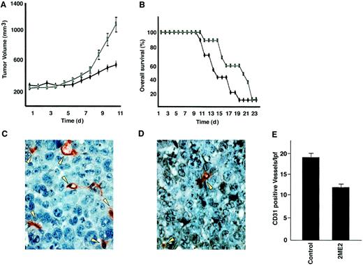Fig. 6. 2ME2 suppresses plasmacytoma growth and increases survival in immune deficient beige-nude-xid (BNX) mice. / Mice were inoculated subcutaneously in the flank with 3 × 107 RPMI 8226 MM cells in 100 μL RPMI 1640 medium, together with 100 μL Matrigel. 2ME2 (100 mg/kg) was started after the development of measurable tumor and was given daily using an orogastric feeding tube; carboxymethylcellulose 0.5% served as a control. Serial caliper measurements of perpendicular diameters were taken every other day to calculate tumor volume (A). Each time point represents the mean ± SD of 10 mice. Survival of 2ME2 versus control animals (B). Frozen tumor samples were stained by anti–CD-31 antibody, and the vessels were counted and averaged in control (C) versus 2ME2-treated (D) animals. Arrows denote CD31+ blood vessels. (E) Significantly fewer CD31+ blood vessels were observed in 2ME2-treated than in control animals (P < .05).