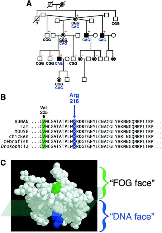 Fig. 1. X-linked thrombocytopenia with thalassemia maps to a mutation (Arg216Gln) in GATA-1. / (A) Pedigree of a family with X-linked thrombocytopenia with thalassemia.1516 Black squares represent affected males; circles with black discs represent obligate carrier females. Differences in GATA-1 DNA sequence at codon 216 are indicated below individuals: CGG (arginine, wild-type); CAG (glutamine, mutant). Patients who were evaluated for α-globin/β-globin chain imbalance1516 are designated with + (elevated α/β ratio) or − (within normal limits). (B) Partial sequence of the N finger of GATA-1. Arg216 is conserved across GATA-1 orthologs of various species. Here, amino acid numbering relates to the human, rat, and mouse polypeptides. Val205, mutated to methionine in familial dyserythropoietic anemia with thrombocytopenia,14 is also highlighted here. Polypeptide sequences are shown as single-letter code. (C) The N finger of GATA-1 has 2 faces, a FOG face and a DNA face.1012 Approximate division of these faces is superimposed on the NMR structure.12 Val205 (green) is highlighted on the FOG face, and Arg216 (blue) is highlighted on the DNA face.
