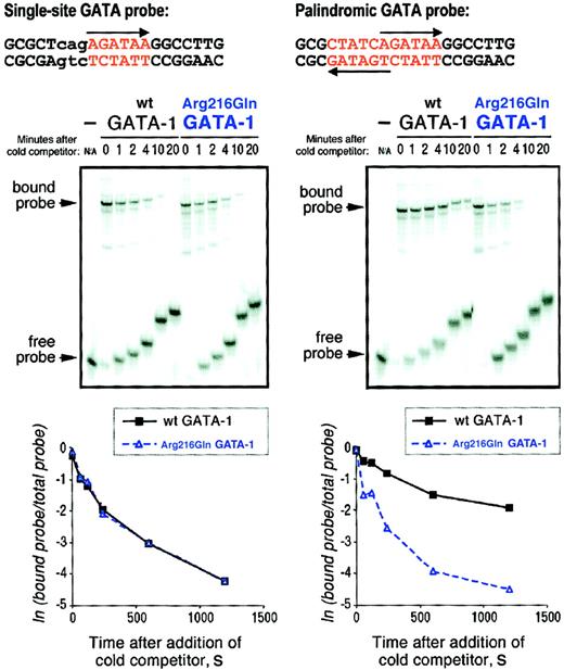 Fig. 3. Arg216Gln GATA-1 dissociates from a palindromic GATA site more easily than wild-type GATA-1. / GATA-1::DNA complexes were formed by incubating either wild-type or Arg216Gln GATA-1 with 32P-labeled single GATA site or palindromic GATA site probes (top). One hundred–fold molar excess of corresponding unlabeled probe was then added att = 0 minute, and reaction mixtures were loaded onto gels at the indicated times (middle panels). The first lane of each set shows migration of the free probe alone. (bottom panels) PhosphorImager quantitation of percentage of bound probe over time (here, in seconds).