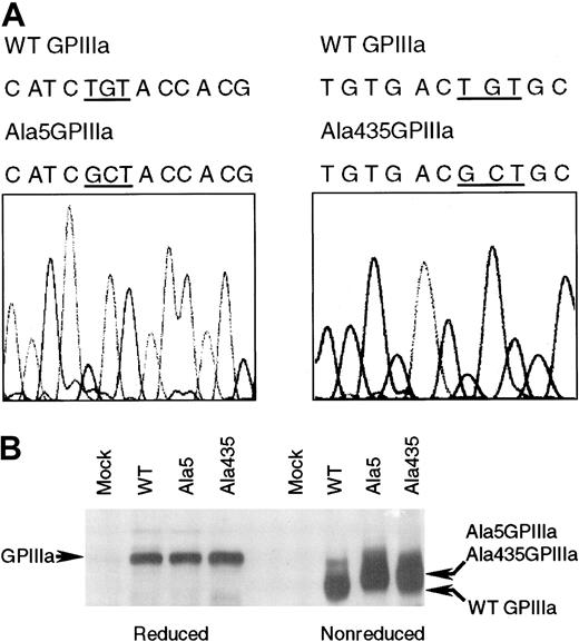 Fig. 1. The mutant forms of GPIIIa containing an alanine instead of a cysteine at amino acid 5 or 435. / (A) DNA sequence analysis of Ala5GPIIIa and Ala435GPIIIa cDNA. The nucleotide sequence was analyzed on both strands using automated sequencing. As indicated, the nucleotide substitutions of TG with GC (GCT) resulted in Cys5Ala and Cys435Ala mutations. (B) Western blot analysis of expressed WT GPIIIa, Ala5GPIIIa, and Ala435GPIIIa. CHO cells (mock) and stable CHO cell lines expressing WT GPIIb-IIIa (WT), GPIIb-Ala5IIIa (Ala5), or GPIIb-Ala435IIIa (Ala435) were solubilized in lysis buffer. Soluble lysates were electrophoresed on 7% SDS-PAGE (left, reduced; right, nonreduced), and subjected to Western blot with rabbit polyclonal antibodies specific for GPIIIa.