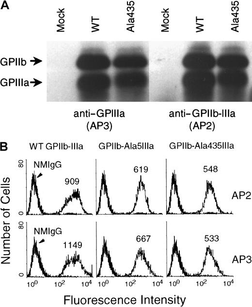 Fig. 2. The association of either Ala5GPIIIa or Ala435GPIIIa with GPIIb and the cell surface expression of GPIIb-Ala5IIIa and GPIIb-Ala435IIIa complexes. / (A) Immunoprecipitation analysis of the association of Ala435GPIIIa with GPIIb. Nontransfected CHO cells (mock) and transfected CHO cells expressing WT GPIIb-IIIa (WT) or GPIIb-Ala435IIIa (Ala435) were surface-labeled with biotin, and solubilized in detergent lysis buffer (see “Materials and methods”). The recombinant cell surface proteins were immunoprecipitated with mAbs specific either for GPIIIa subunit (AP3, left), or for the GPIIb-IIIa complex (AP2, right). (B) Flow cytometric analysis of GPIIb-Ala5IIIa and GPIIb-Ala435IIIa expressed on the cell surface. Nontransfected (left) and transfected CHO cells were stained with mAbs specific for GPIIIa (AP3, lower), GPIIb-IIIa complex (AP2, upper), or normal mouse IgG (NMIgG) as negative control at 40 μg/mL, and then subjected to flow cytometric analysis using a FACScan. These 2 antibodies specifically and positively stained CHO cells expressing WT GPIIb-IIIa (left), GPIIb-Ala5IIIa (middle), and GPIIb-Ala435IIIa (right).