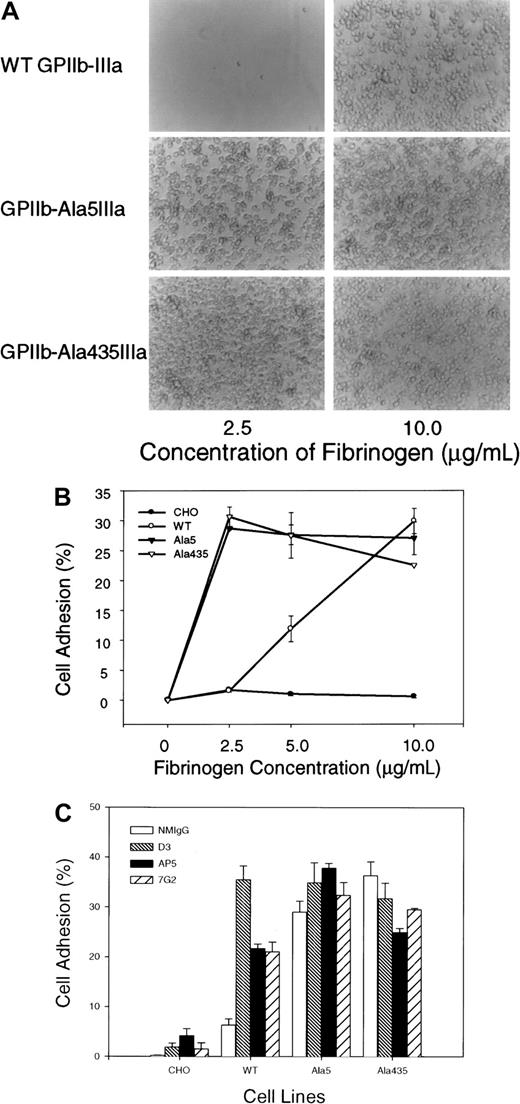 Fig. 6. Cell adhesion to immobilized fibrinogen. / Transfected CHO cells expressing different forms of GPIIb-IIIa complexes were labeled with calcein-am at 37°C for 30 minutes. After washing, the cells were allowed to attach at 37°C for 60 minutes to wells coated with the indicated concentrations of fibrinogen, or BSA as the control. Nonadherent cells were removed by washing; the adherent cells were examined by phase microscopy and quantified with a fluorescence plate reader. To calculate the percentage of the bound cells, nonspecific cell adhesion on BSA-coated wells has been subtracted. (A) Phase contrast microscopic analysis of cell adhesion to immobilized fibrinogen. The right panel showed that CHO cells expressing either of GPIIb-IIIa forms bound normally to immobilized fibrinogen coated at high concentration (10 μg/mL). The left panel showed that only CHO cells expressing either GPIIb-Ala5IIIa or GPIIb-Ala435IIIa complex bound wells coated with low concentration of immobilized fibrinogen (2.5 μg/mL), and CHO cells expressing WT GPIIb-IIIa failed to adhere to immobilized fibrinogen at this low concentration. Magnification × 20. (B) Quantitative analysis of the cell adhesion. CHO cells expressing WT GPIIb-IIIa, GPIIb-Ala5IIIa, or GPIIb-Ala435IIIa bound to immobilized fibrinogen in a dose-dependent manner, whereas the nontransfected CHO cells failed to adhere to immobilized fibrinogen. (C) Cell adhesion to immobilized fibrinogen (2.5 μg/mL) performed in the presence of LIBS antibodies. CHO cells were pretreated with LIBS antibodies D3, AP5, or 7G2 (40 μg/mL). After washing, cell adhesion was performed as described above.