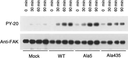 Fig. 7. Tyrosine phosphorylation of pp125FAK. / The indicated CHO cells were seeded onto plastic dishes that had been precoated with 10 μg/mL fibrinogen. After incubation for 30, 60, and 90 minutes at 37°C, plates were washed twice with ice-cold PBS. Adherent cells were then lysed and subject to pp125FAKimmunoprecipitation and antiphosphotyrosine (upper panel) or anti-pp125FAK (lower panel) Western blot. Note that there was a small degree of pp125FAK phosphorylation in cells expressing “activated” integrins. FAK phosphorylation is thought to be downstream, rather than upstream, of integrin receptor activation, raising the possibility that postreceptor occupancy events may be facilitated in these cells.
