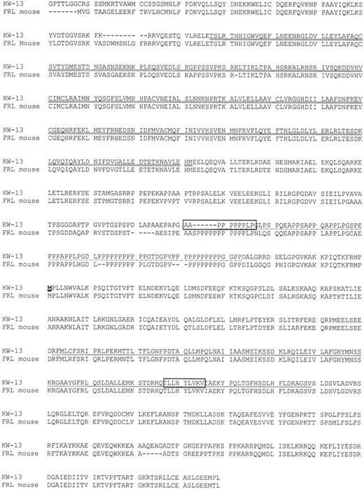 Fig. 1. Full-length amino acid sequence of the gene corresponding to KW-13. / Amino acid sequence of the gene corresponding to KW-13 with homology to the murine FRL is shown. The FH3-homolog region is double underlined, the FH1-homolog region is dot-dot-dash underlined, and the FH2-homolog region is single underlined. Peptides inducing peptide-specific cytotoxic immune responses are in squares. The methionine showing the starting sequence of the previously described human FMNL is underlined in bold.
