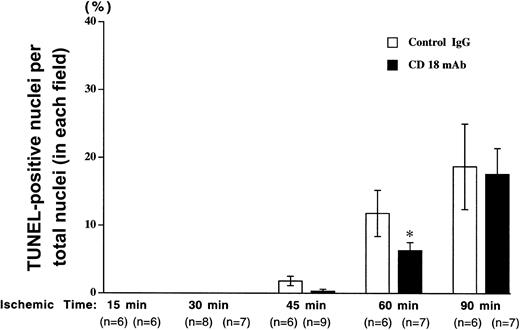 Fig. 3. Pretreatment with CD18 mAb reduces apoptosis following brief ischemia but not prolonged ischemia and reperfusion. / The mouse hind limb was subjected to varying periods of ischemia by aortic cross-clamping followed by 3 hours of reperfusion. The percentage of TUNEL-positive nuclei relative to total nuclei in each field was determined following pretreatment with CD18 mAb or hamster IgG. Values represent means ± SEM. Solid bars show results for mice pretreated with CD18 mAb (2 μg/g body weight, administered intravenously, at 16 hours prior to cross-clamping) and open bars show results for controls treated with hamster IgG (2 μg/g body weight). Values represent means ± SEM. *P < .05 vs IgG-pretreated.