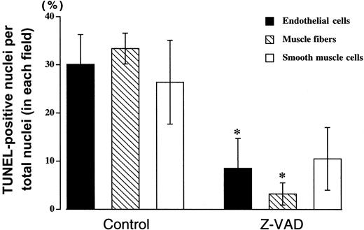 Fig. 4. Z-VAD reduces apoptosis following prolonged ischemia followed by reperfusion. / Mouse hind limb was subjected to 90 minutes of ischemia by aortic cross-clamping followed by 3 hours of reperfusion. TUNEL-positive nuclei per total nuclei in a field were counted in endothelial cells (solid), skeletal muscle fiber cells (hatched), and smooth muscle cells (open) in animals pretreated with z-VAD (5 μg/g body weight) or DMSO (0.1 μL/g body weight). Values represent means ± SEM. *P < .05 vs DMSO.