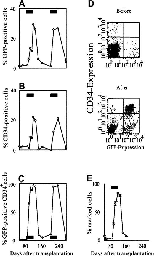 Fig. 2. AP20187 increases the fraction of GFP-positive cells in the bone marrow. / Sequential flow cytometric analysis of GFP-expressing total nucleated cells (A), CD34-expressing cells (B), and GFP-expressing CD34+ cells (C) shows a reversible, CID-dependent increase in the fraction of transduced cells. The effect is most pronounced in the CD34+ cell compartment. (D) Scatter plots of bone marrow cells obtained before and after AP20187 administration. GFP expression is shown on the x-axis, CD34-expression on the y-axis. These plots demonstrate the substantial expansion of CD34/GFP double-positive cells in response to CID. (E) Selection was confirmed on the DNA level by quantitative real-time PCR. Each data point in panel E represents the mean of 2 independent measurements, each carried out in duplicate. Error bars depict the range between the 2 experiments. The black rectangles in panels A-C and E indicate the periods of AP20187 treatment.