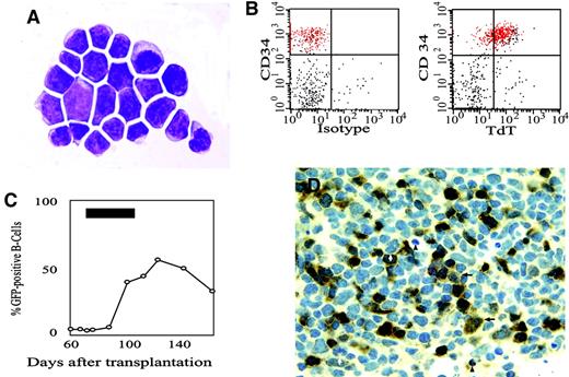Fig. 4. CD34/GFP double-positive cells emerging in response to CID treatment have a B-lymphoid phenotype. / (A) Cytospin of sorted cells showing a lymphoid morphology (× 1000). (B) Scatter plots of CD34/GFP double-positive cells from the marrow of the second dog (red dots) demonstrate staining with an antibody to terminal deoxynucleotidyl transferase, but no staining with an isotype control antibody. (C) The time course of GFP-positive cells among peripheral blood B cells in response to CID treatment in the second dog. The black rectangle indicates the period of AP20187 treatment. (D) Homing of GFP-positive B cells to a popliteal lymph node. Shown is the deep pole of a germinal center in a popliteal lymph node (100 × objective) stained with a rabbit polyclonal antibody directed against GFP. Black arrows indicate immunoblasts, black arrowheads indicate apoptotic figures, and white arrows indicate mitotic figures, all of which are typical of a germinal center reaction. Brownish stain indicates GFP positivity.