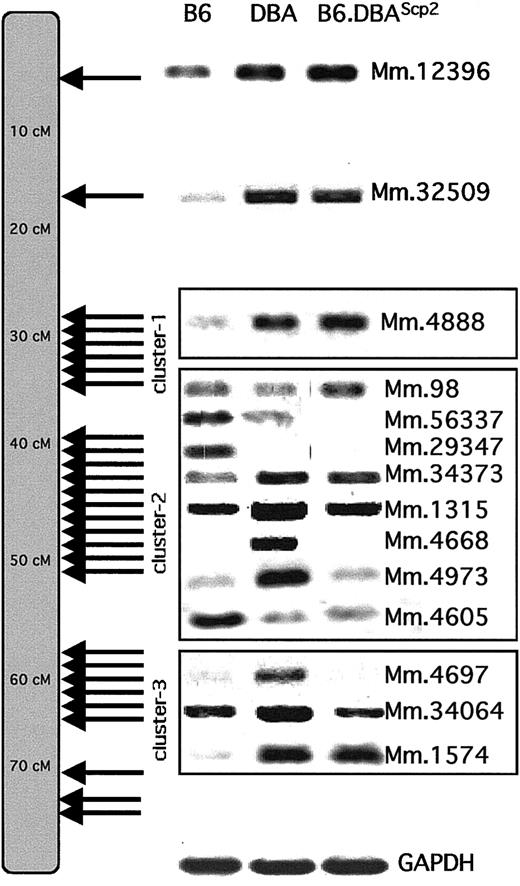 Fig. 5. Clustering of differentially expressed transcripts on chromosome 11. / The chromosomal localization of all differentially expressed chromosome 11 transcripts shows that they occurred in 3 distinct clusters (for exact centimorgan position, see Table 2). To confirm the differential expression patterns, RT-PCR analyses were performed on a random selection of transcripts using B6, DBA, or B6.DBA2Scp2 cDNA. Transcripts are identified by their Unigene (Mm) cluster number.
