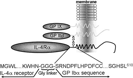 Fig. 1. Schematic representation of an interleukin-4Rα/GP Ib-IX receptor. / The platelet GP Ib-IX receptor complex is composed of the disulfide-linked α- and β-subunits of GP Ib and noncovalently associated GP IX. A coding sequence was generated replacing most of the GP Ibα extracytoplasmic sequence (residues 1-472) with the extracytoplasmic domain (residues 1-198) of the interleukin-4 receptor α chain (IL-4Rα). Studies are presented characterizing the phenotypic consequences of the IL-4Rα/GP Ibα subunit in heterologous cells and in a murine model of the Bernard-Soulier syndrome.