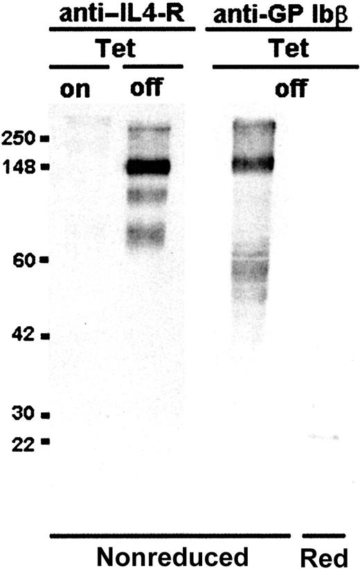 Fig. 3. Synthesis of the interleukin-4Rα/GP Ibα subunit is stabilized by the induction of GP Ibβ and GP IX genes. / Cell lysates of transfected CHO cells induced for the expression of GP Ibβ and GP IX (Tet-Off) were analyzed by Western blot to identify the IL-4Rα/GP Ibα subunit schematically shown in Figure 1. Under nonreducing conditions an anti–IL-4R monoclonal antibody identified a dominant immunoreactive species migrating with an apparent molecular mass of 148 kDa. No IL-4R immunoreactive species was seen in the absence of induced GP Ibβ and GP IX expression (Tet-On). Upon induction (Tet-Off) an anti-GP Ibβ polyclonal antibody identified a dominant immunoreactive species seen under nonreducing conditions with a similar mobility to the major antigen observed with an anti–IL-4R monoclonal antibody (mAb). Upon reduction a single immunoreactive species of approximately 22 kDa is seen, consistent with the reduced single chain molecular weight for the platelet GP Ibβ subunit.