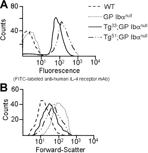 Fig. 4. Phenotypic consequences of an interleukin-4Rα/GP Ibα receptor on transgenic mouse platelets. / The IL-4Rα/GP Ibα coding sequence was placed immediately 3′ to a megakaryocytic-specific promoter, and the resultant DNA construct was injected into mice pronuclei to generate transgenic animals. Two different transgenic founders, Tg33 and Tg51, were bred into the murine model of the Bernard-Soulier syndrome. After 2 generations of screening (described in “Materials and methods”), 2 colonies of mice were generated lacking their endogenous murine GP Ibα alleles but still expressing the IL-4Rα/GP Ibα transgene. (A) Shown is the fluorescence profile of platelets obtained from Tg33 and Tg51 transgenic lines screened with an FITCanti–IL-4R mAb. Control platelets are shown from nontransgenic animals and GP Ibα–deficient animals. (B) Forward light scattering profiles from mouse platelets display the entire population of platelet sizes. The platelet population was identified using an antimouse CD41 (integrin αIIb chain) monoclonal antibody. A total of 50 000 recorded events are presented for each genotype. A progressive shift to the left illustrates decreasing particle (platelet) size. The quantitation of this analysis from multiple animals is presented in Table 1.