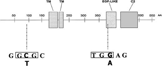 Fig. 1. Structure of the. / PRF1 gene and electropherograms of the mutations identified. TM indicates transmembrane domain; EGF, epidermal growth factor; and C2, domain sharing similarities with the C2 complement factor.